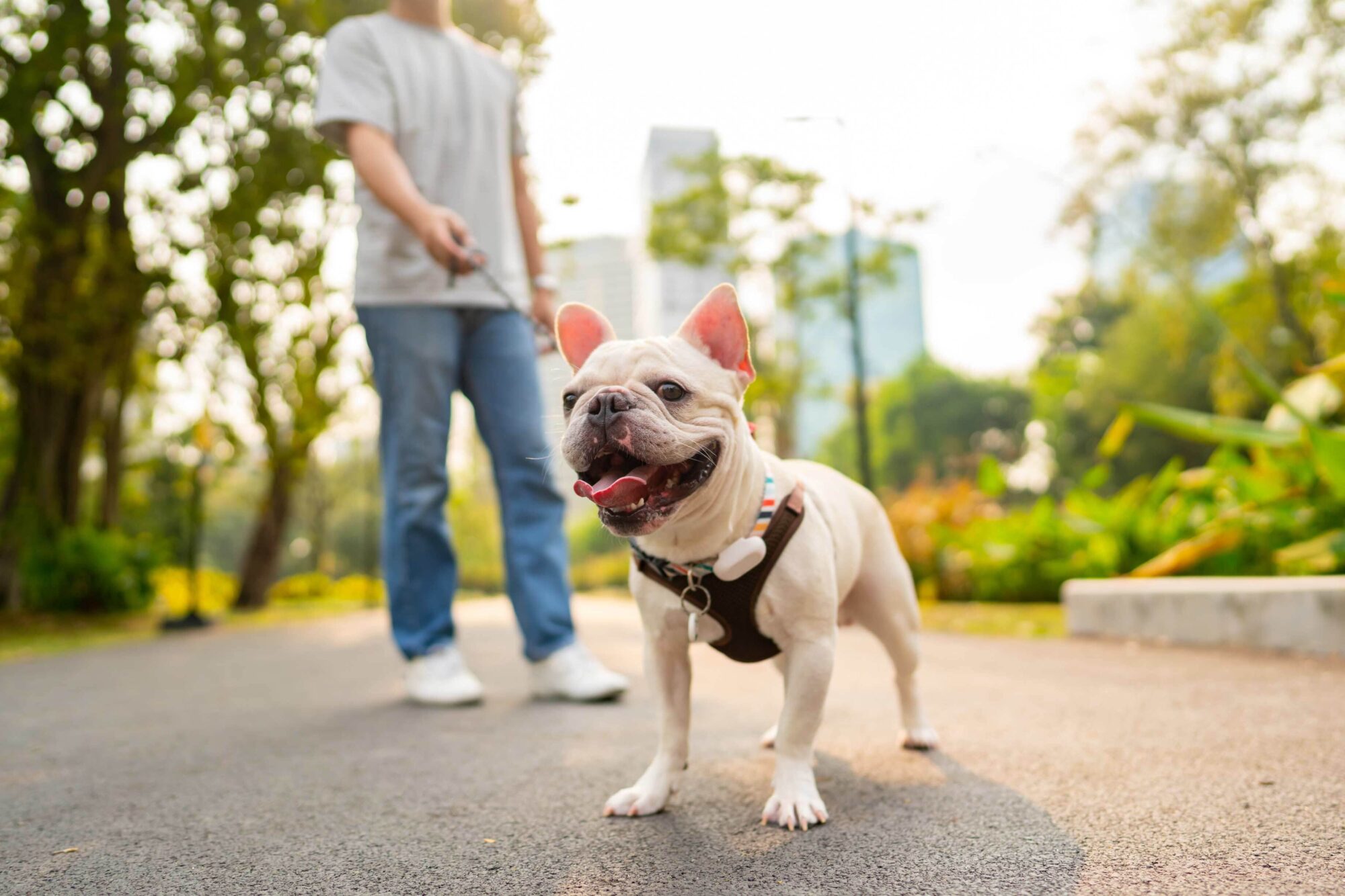 Small dog on a leash walking outside